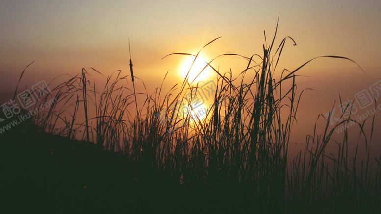 编号：27749809102249041889【酷图网】源文件下载-夕阳草地野草天空晚霞