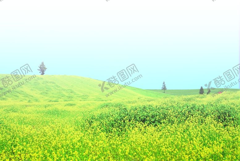 编号：52632306260018491064【酷图网】源文件下载-野菊