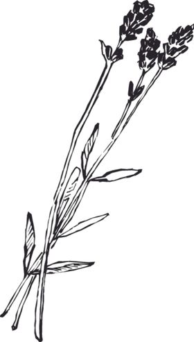 素描鲜花