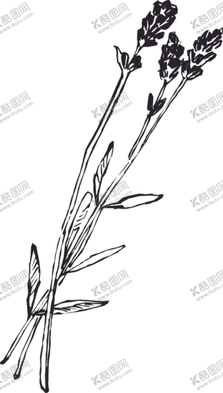 编号：66489110011346265470【酷图网】源文件下载-素描鲜花