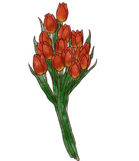 郁金香花