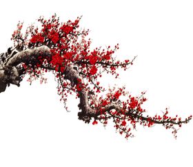 中国风水墨梅