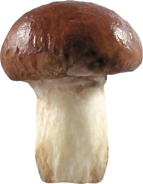 牛肝菌