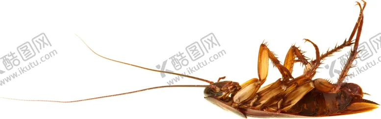 编号：55668304071238567629【酷图网】源文件下载-蟑螂