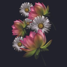 野菊花小雏菊Daisy鲜花花朵