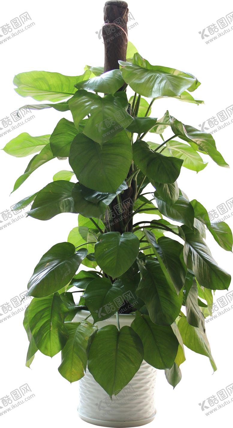 编号：58508411011627162928【酷图网】源文件下载-绿色相框