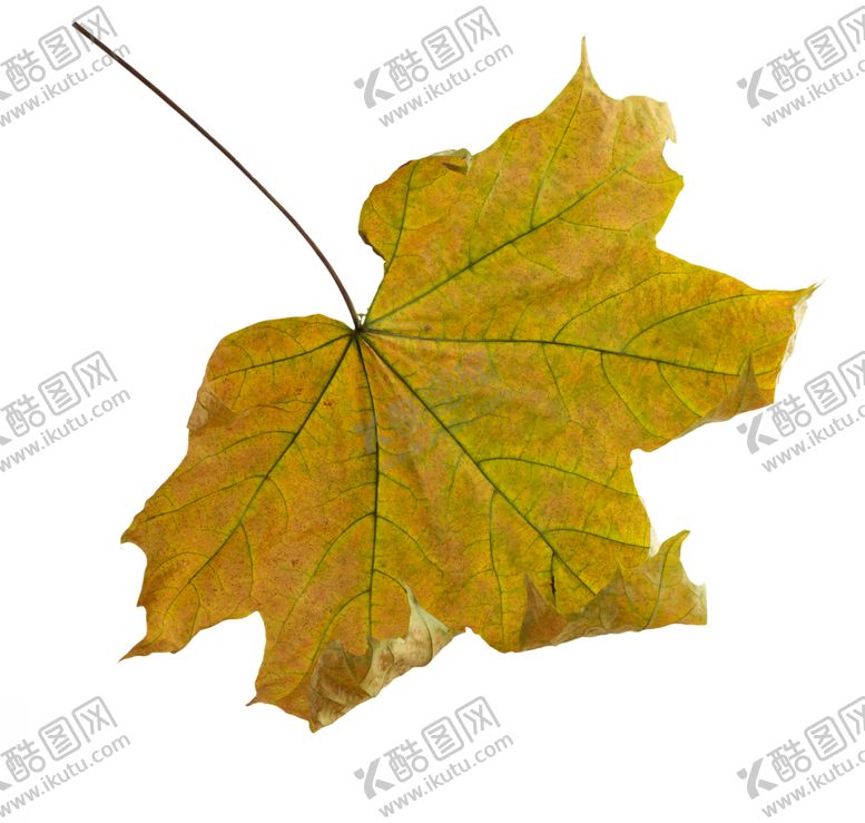编号：37332210201616236946【酷图网】源文件下载-枫叶