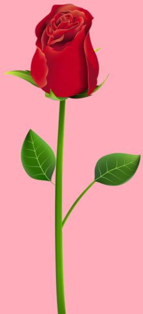 玫瑰花