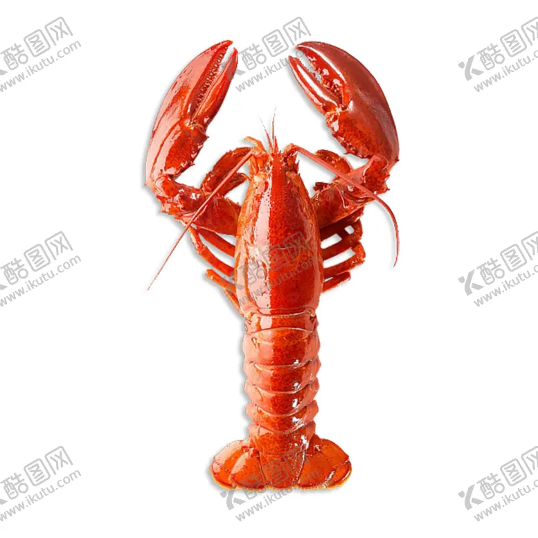 编号：26068009090211193897【酷图网】源文件下载-龙虾