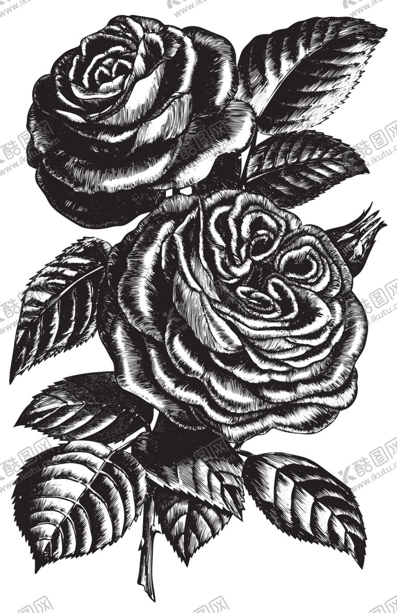 编号：13872307061000256027【酷图网】源文件下载-素描绘画植物花朵