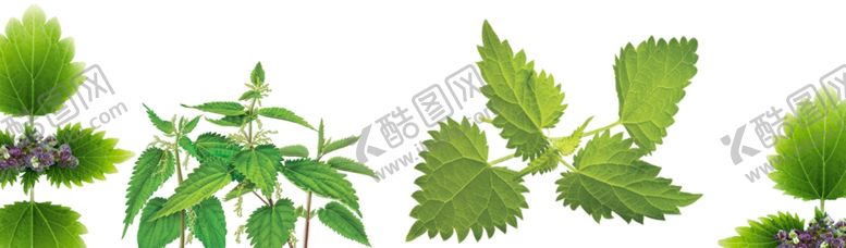 编号：63827905040436413629【酷图网】源文件下载-荨麻png免扣高清素材