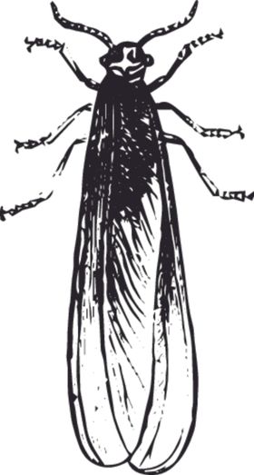 自然昆虫标本插画大花妞子野外