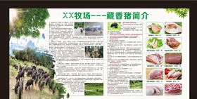 藏香猪牧场