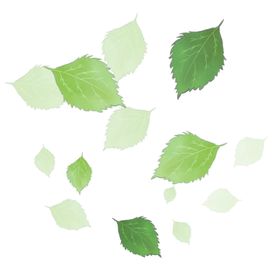 薄荷植物元素