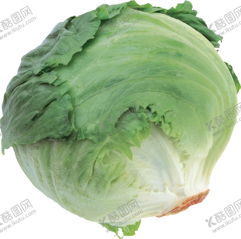 编号：35705702011511491933【酷图网】源文件下载-卷心菜
