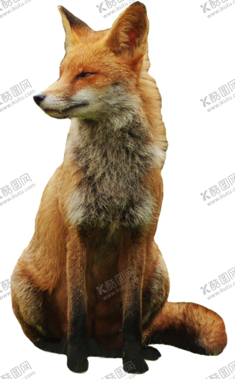 编号：19135605190315332118【酷图网】源文件下载-狐狸