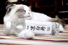 今麦郎凉白开“喝熟水休憩”