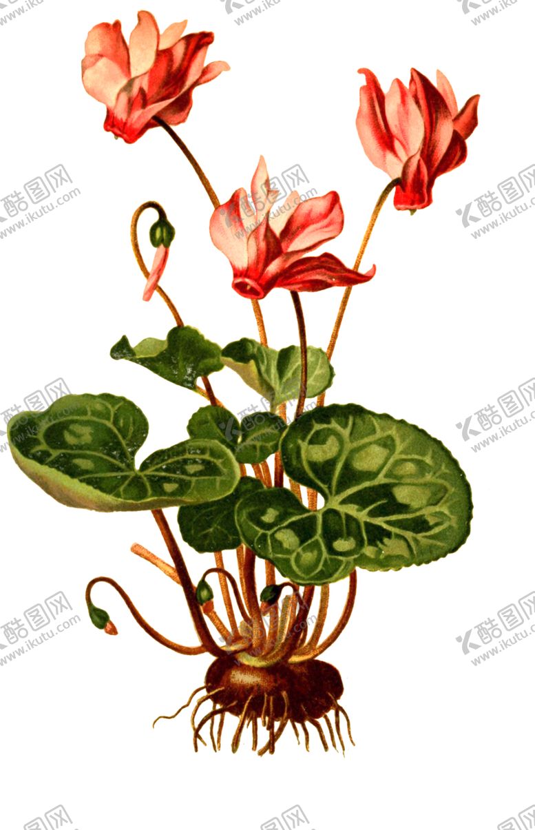 编号：36940806240037148940【酷图网】源文件下载-复古花朵植物图案