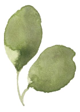手绘植物花卉