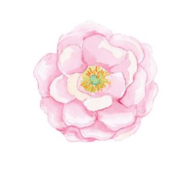 手绘花朵