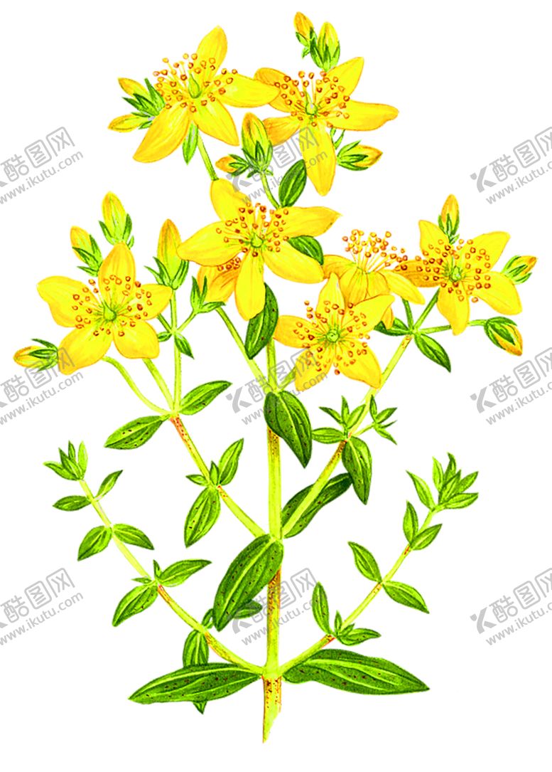 编号：43895607071859393259【酷图网】源文件下载-浪漫素材