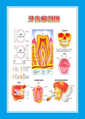牙科挂图