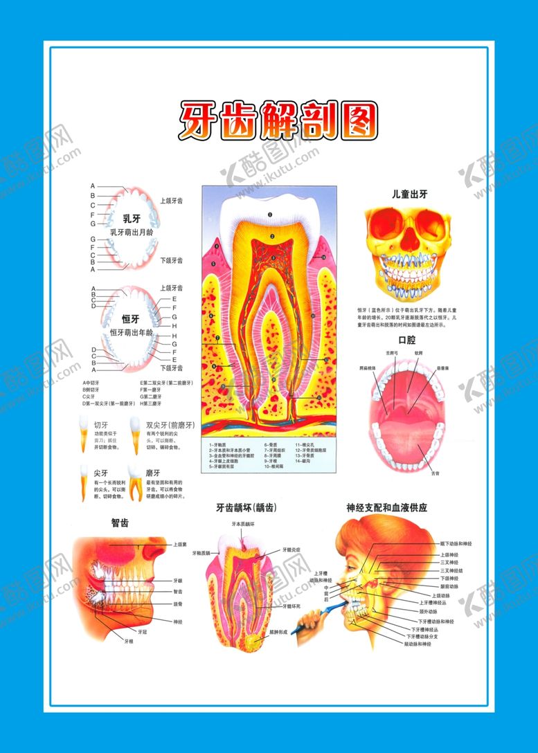 编号：32686505110801037210【酷图网】源文件下载-牙科挂图