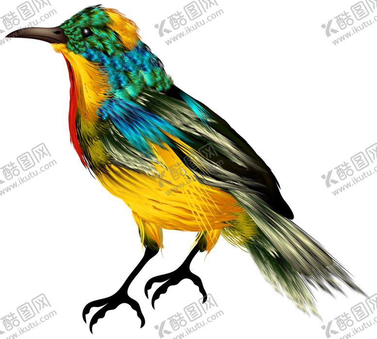 编号：56050609241850556568【酷图网】源文件下载-png鸟图片