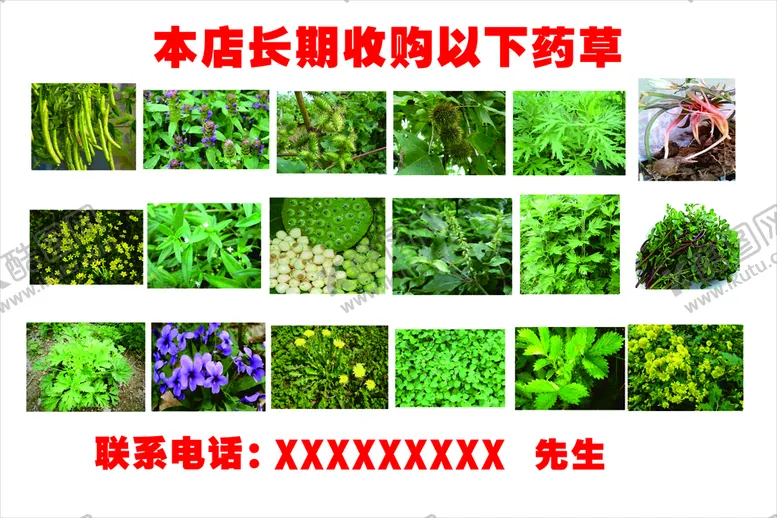 编号：23903802031642523171【酷图网】源文件下载-药草图