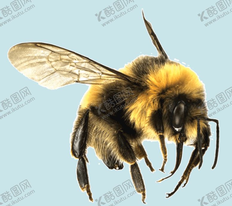 编号：21694709140120044057【酷图网】源文件下载-蜜蜂大黄蜂飞舞
