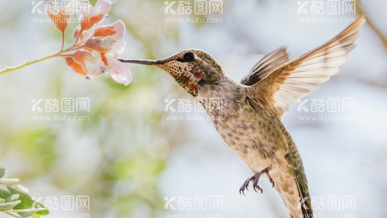 编号：26602002062007383754【酷图网】源文件下载-吸食花蜜的蜂鸟