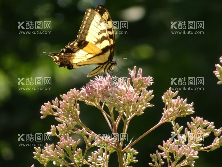 编号：83751701130207496149【酷图网】源文件下载-蝴蝶