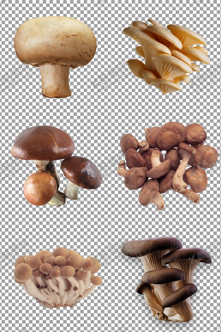 编号：11475209250629439835【酷图网】源文件下载-新鲜光滑蘑菇