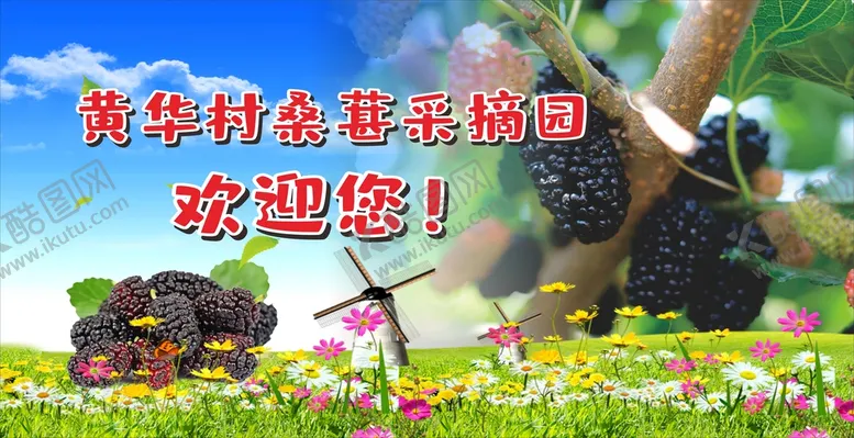 编号：18312201141850584618【酷图网】源文件下载-桑葚园   背景   采摘