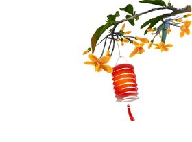 桂花灯笼