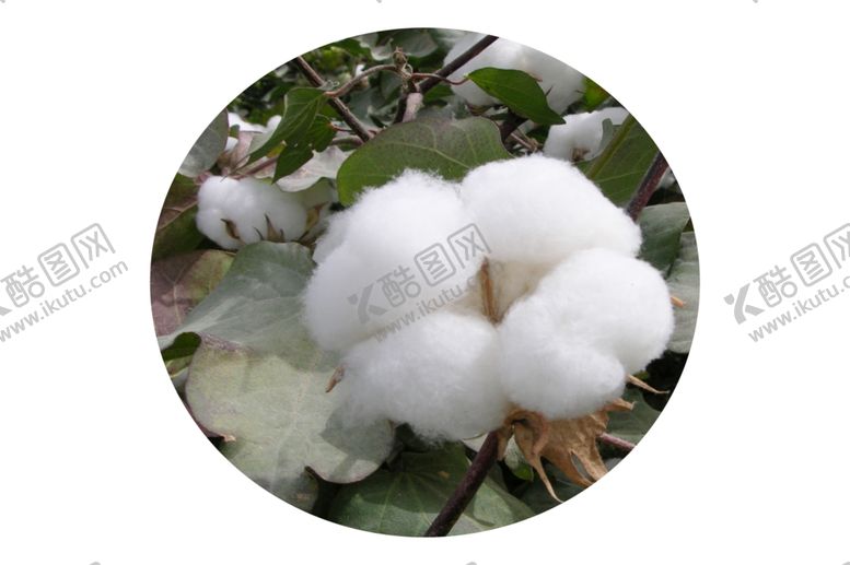 编号：43804210290703098689【酷图网】源文件下载-棉花