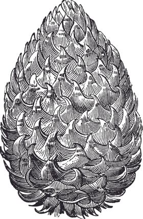 线描植物