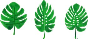 芭蕉叶热带