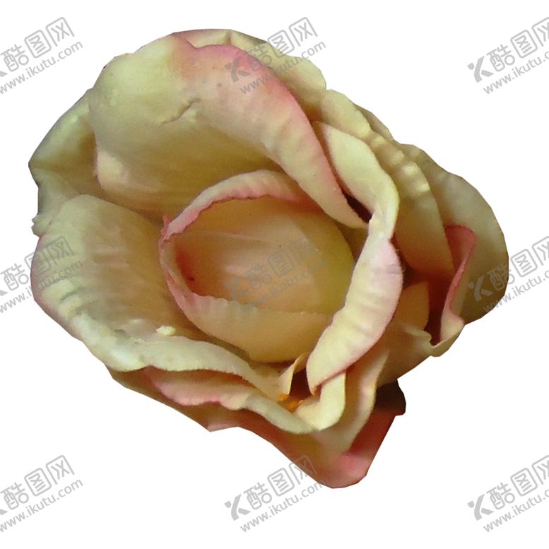 编号：20778109200449528503【酷图网】源文件下载-粉色玫瑰花朵图案