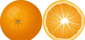 矢量柑橘