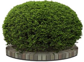 植物