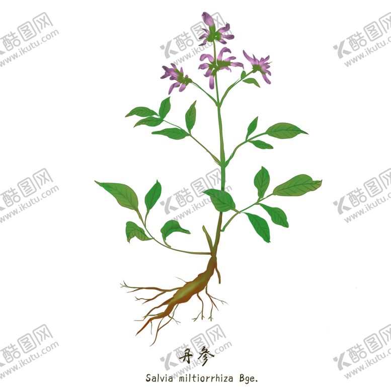 编号：13480209182225502401【酷图网】源文件下载-草本植物药材