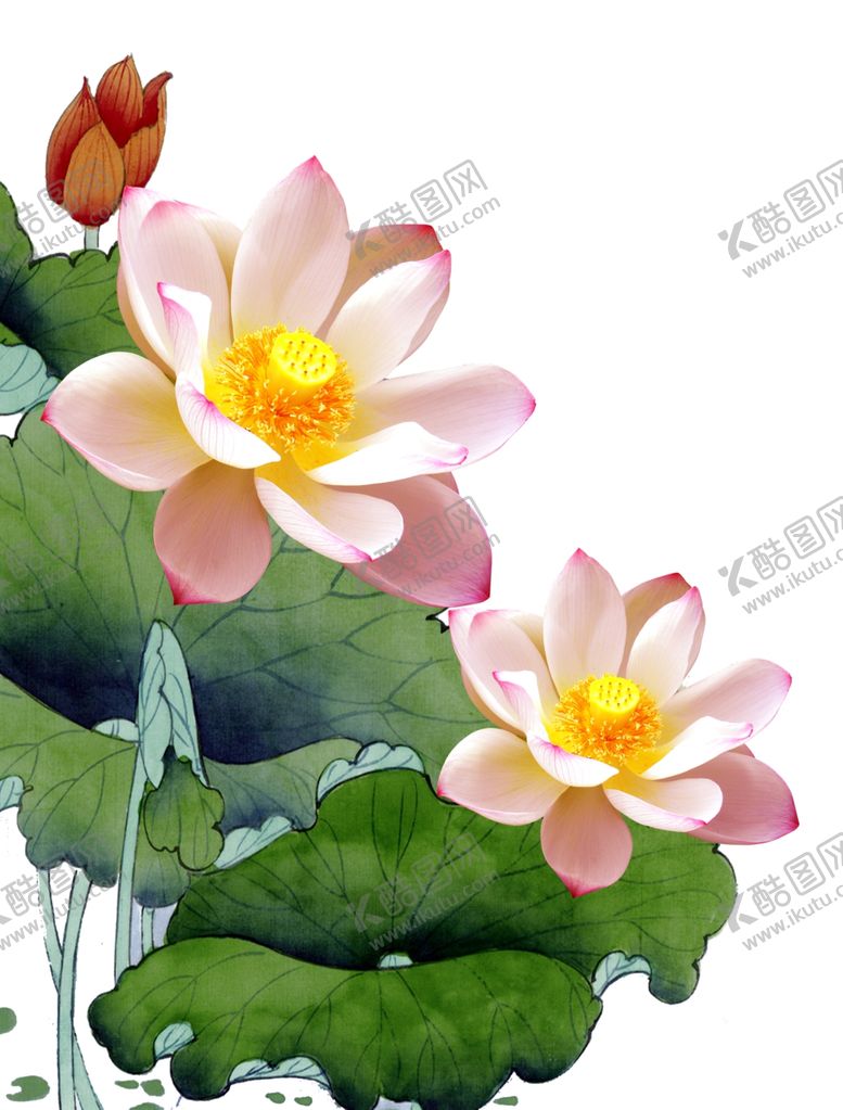 编号：47496207011148259756【酷图网】源文件下载-荷花