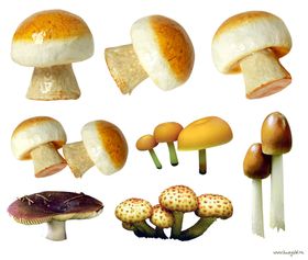 蘑菇