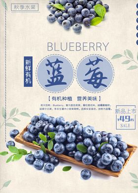 蓝莓图片