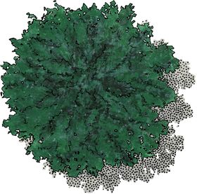 手绘植物免扣树木树树叶园林树木