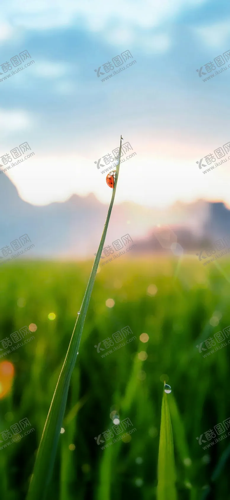 编号：58801112301031205983【酷图网】源文件下载-唯美花草树木植物