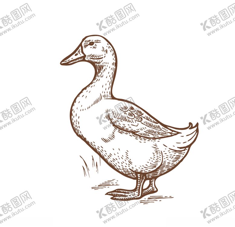 编号：61718207081606544261【酷图网】源文件下载-鸭子
