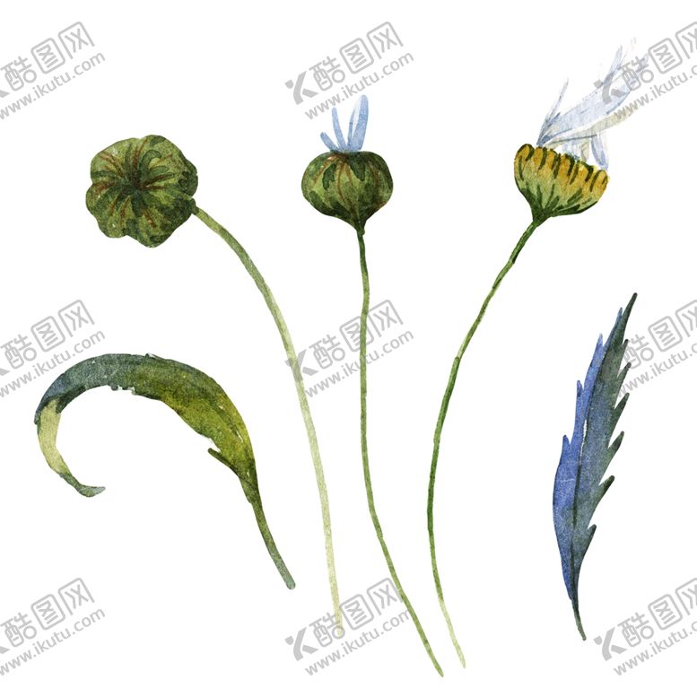 编号：72806005121555327550【酷图网】源文件下载-手绘植物