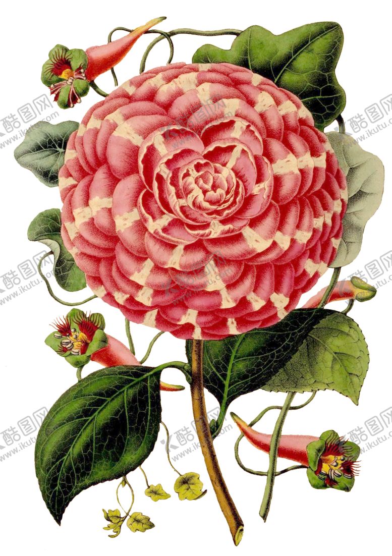 编号：15847307130829579324【酷图网】源文件下载-复古鲜花植物装饰图案
